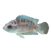 Cichlasoma Friedrichstahlii 5cm