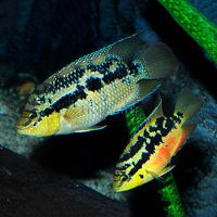 Cichlasoma Salvini 5cm
