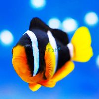 Clarks Clownfish - Indo Pac LGE