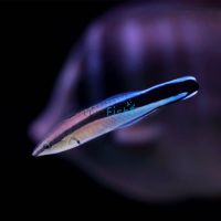 Cleaner Wrasse - Medium