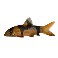 Clown Loach 5cm (Unique Pattern)