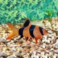 Clown Loach 5cm 