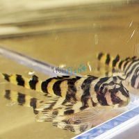 Clown Pleco 10cm