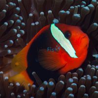 Clownfish Cinnamon - Medium
