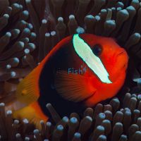 Cinnamon Clownfish - Large