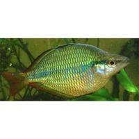 30x Coen River Rainbow 4-5cm