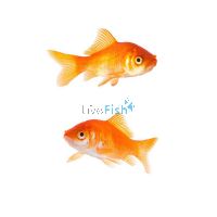 Comet Goldfish 5cm