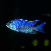 Copadichromis Azureus 3.5cm 