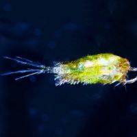 Live Copepods 2.5k 500ml