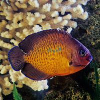 Coral Beauty Angelfish - Medium