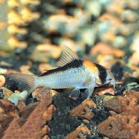 Adolfoi Corydoras 3cm