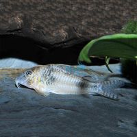 Corydoras Catfish