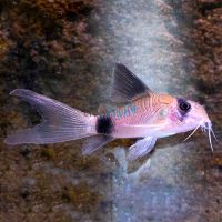 Longfin Panda Corydoras 3cm