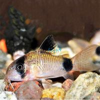 Panda Corydoras 3.5cm