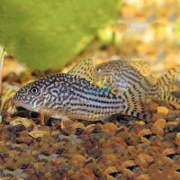 Sterbai Corydoras 3.5cm