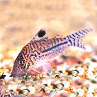 Leopardus Corydoras - Wild Caught 4cm