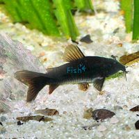 Black Corydoras 3cm