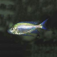 Cyathopharynx Furcifer 3cm