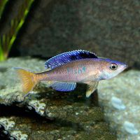 Cyprichromis Leptosoma 4.5cm