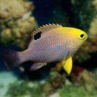 Talbot's Damselfish - Medium