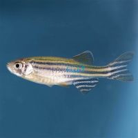 Zebra Danio 3.5cm