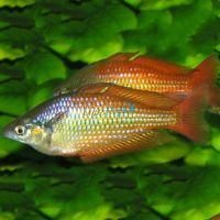 30x Deepwater Creek Rainbow 4-5cm