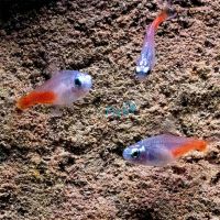 Diamond Neon Tetra 2cm