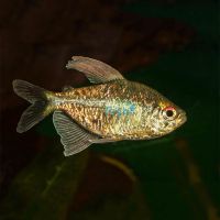 Diamond Tetra 3cm