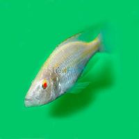 Albino Dimi Compressiceps 4cm