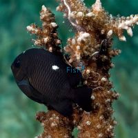 Domino Damselfish - Medium