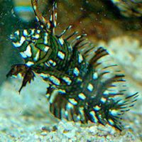 Dragon Wrasse - Medium Juvenile