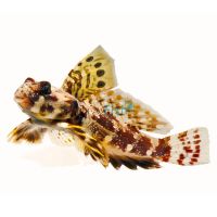 Scooter Dragonet - Medium