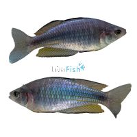 Duboulay's Rainbow-Blue Kangaroo CK 5cm