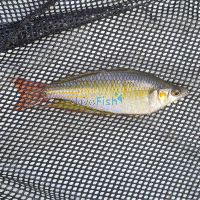 Eastern Rainbow Pioneer River 5cm