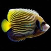 Emperor Angelfish - Medium (Adult)