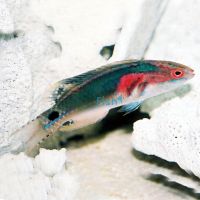 Exquisite Fairy Wrasse - Medium