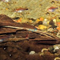 Farlowella Catfish 5cm