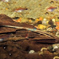 Farlowella Catfish 7cm