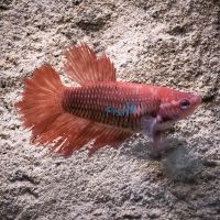 Female Super Delta Betta 4cm