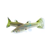 Female Cobra Green Guppy 3.5cm