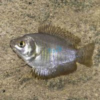 Female Dwarf Gourami 4cm