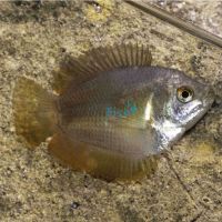 Female Dwarf Flame Gourami 4cm