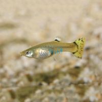 Female Yellow Tail Guppy 3.5cm