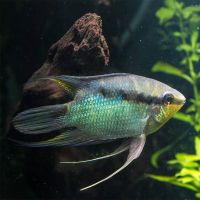Festivum Cichlid 5cm