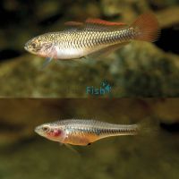 Firetail Gudgeon 2cm - 3.5cm