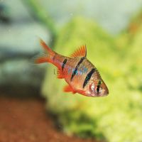 Five Banded Barb 3cm
