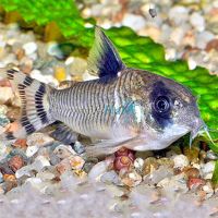 Flag Tailed Panda Cory 4cm