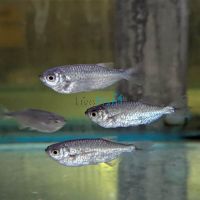 Giant Dusty Hatchet Fish 5cm