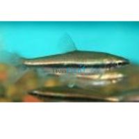 Glittering Pencilfish 2cm