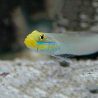 Gold Head Sleeper Goby - Medium